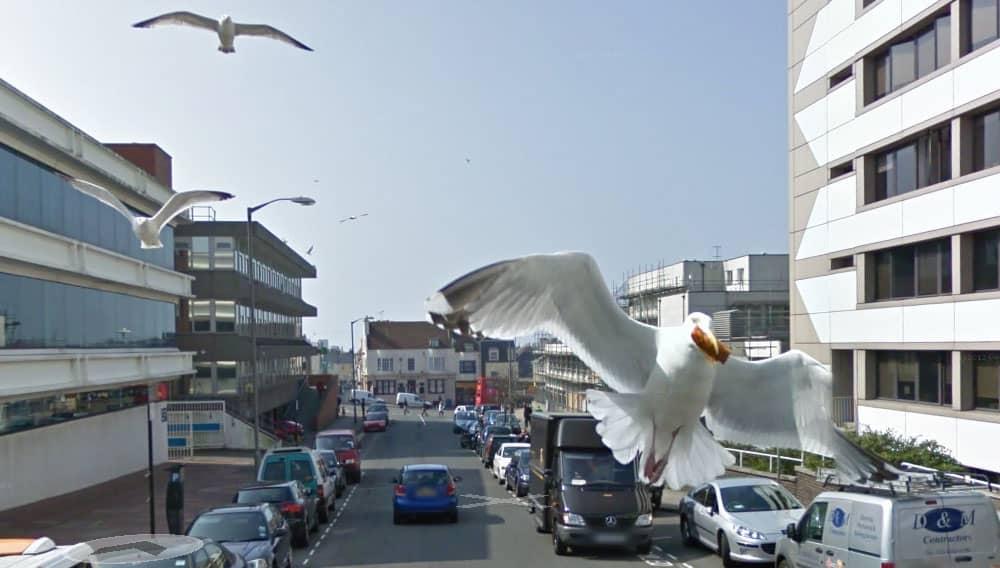 Photobombing seaguls