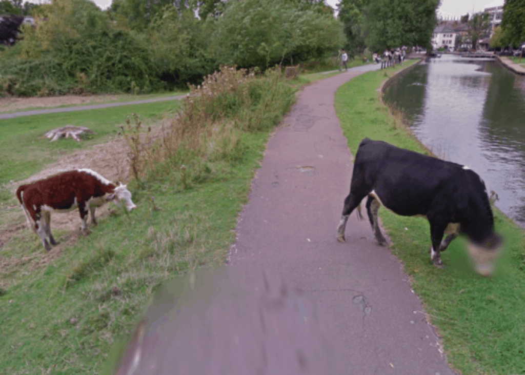A Blurred Cow’s Face on Google Maps